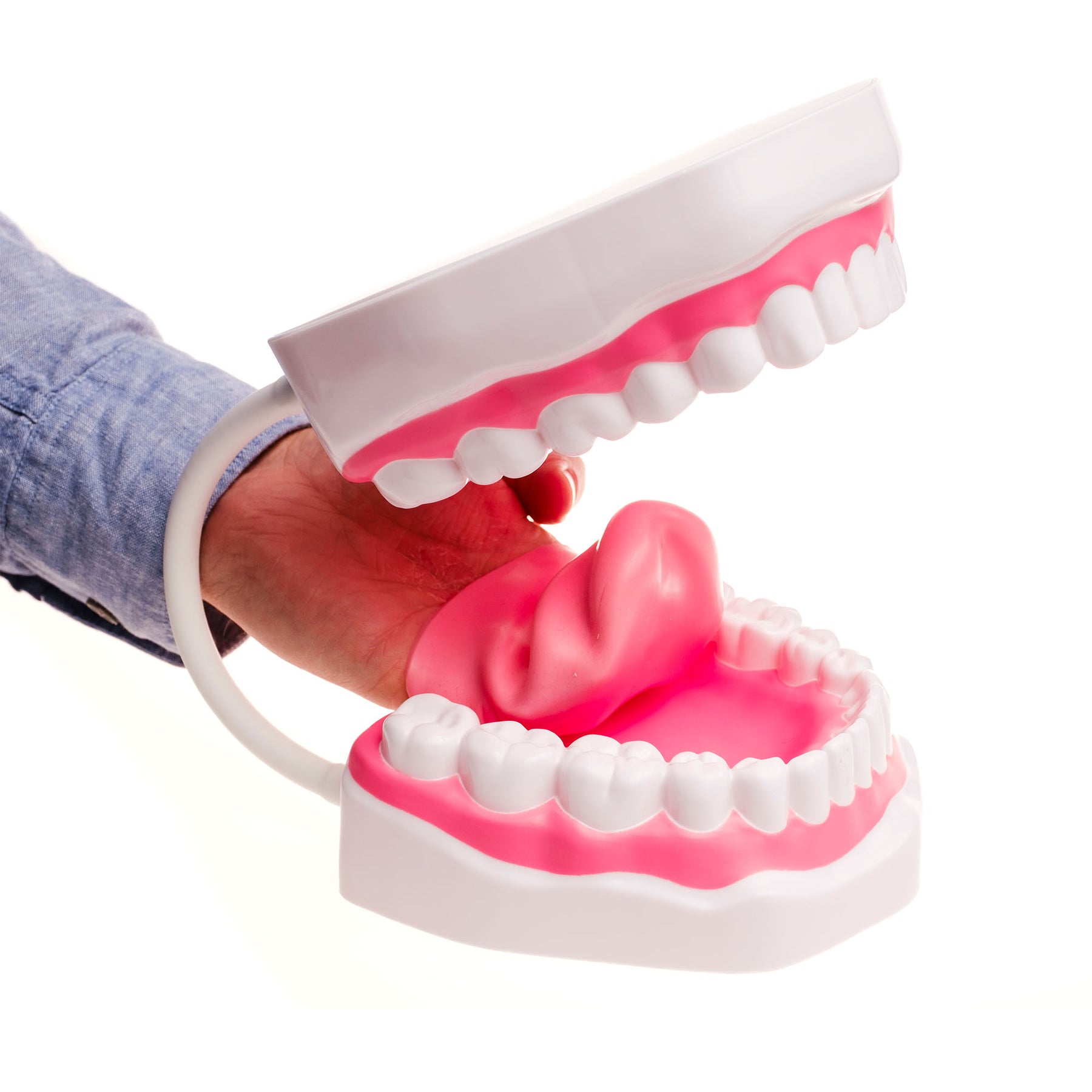 Talk Tools Method TalkTools Mouth Demonstrator | Oral Motor Teaching Model